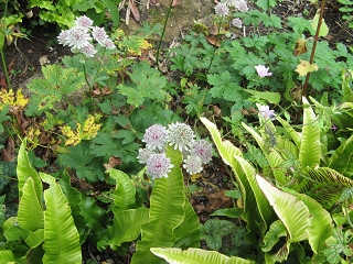 East Lambrook Manor Garden